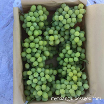 Hot Sell Fresh Sweet green grape wholesale sweet green fresh grapes